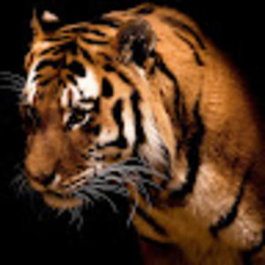 Meet your Posher, Adrian